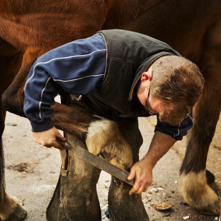 Farrier Trucks For Sale: Your Mobile Workshop on Wheels